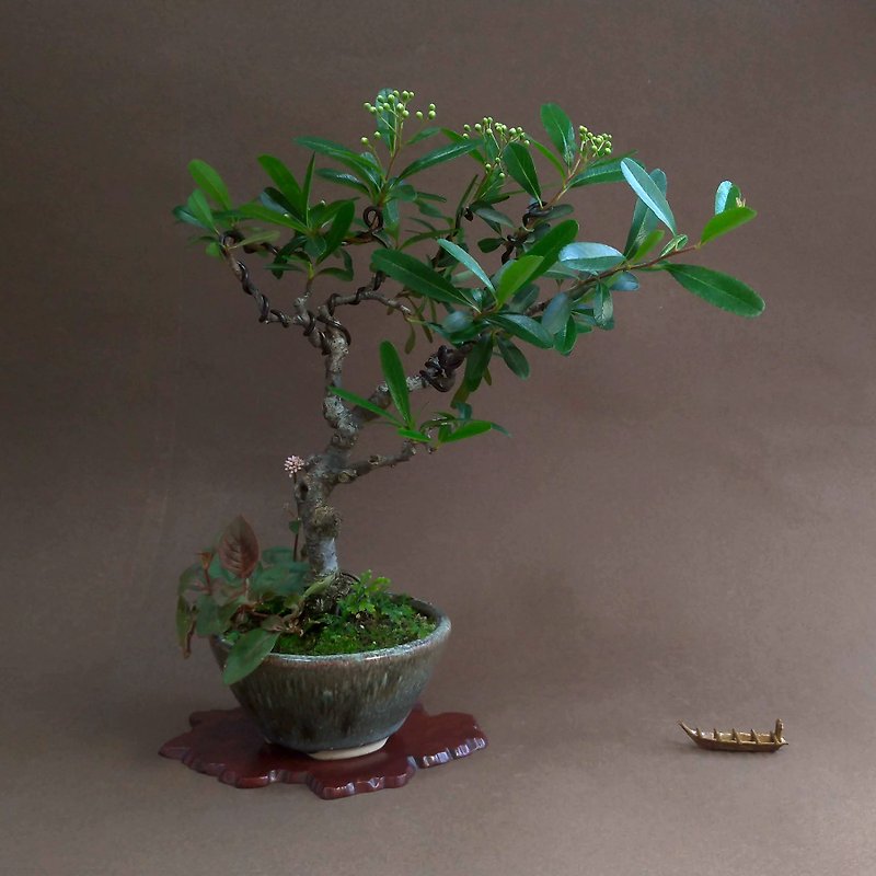 Red fruit champion red ∣ sketch bonsai has buds - ตกแต่งต้นไม้ - ดินเผา 