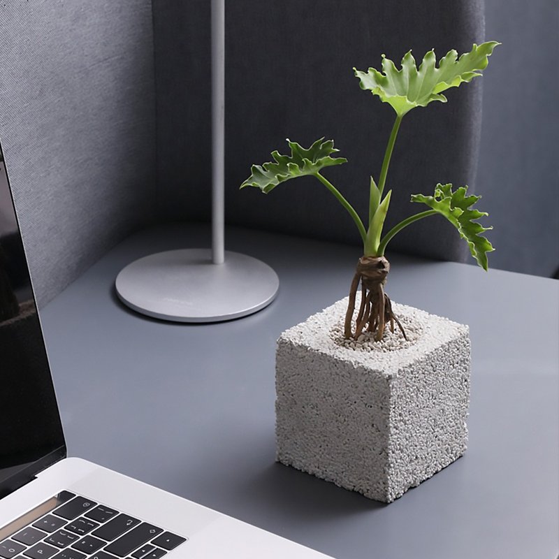 【炭草花】辦公室除臭植栽/畢業季植栽 多肉花盆 開幕升遷禮品 - 植栽/盆栽 - 其他材質 