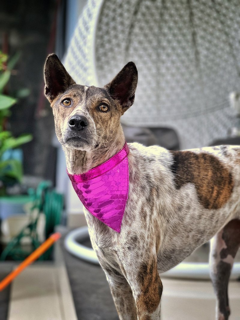 Snakeskin Dog's Collar Leather Dog's bandana Dog's Gift Leather Dog Collar - 項圈/牽繩 - 真皮 粉紅色