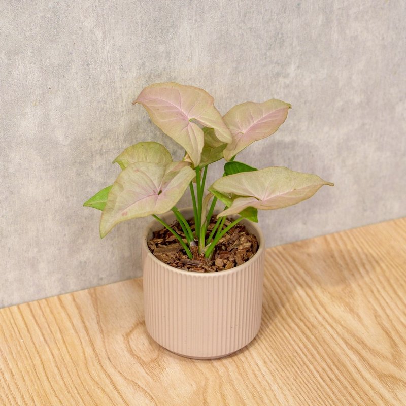 粉紅佳人合果芋 莫蘭迪色系直紋陶盆 室內植物 觀葉植物 禮物 盆 - 盆栽/植栽 - 植物．花 粉紅色