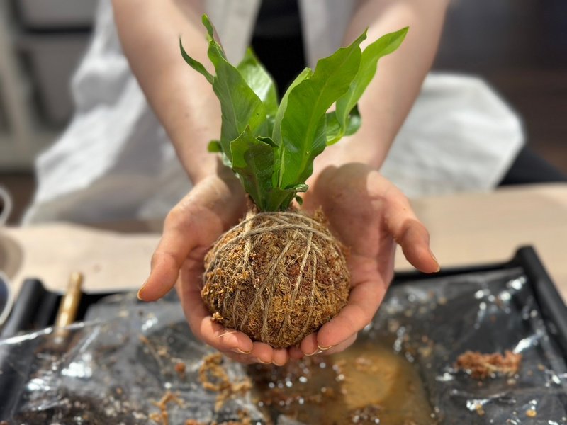 【體驗】水苔球DIY - 植栽/花藝 - 植物．花 