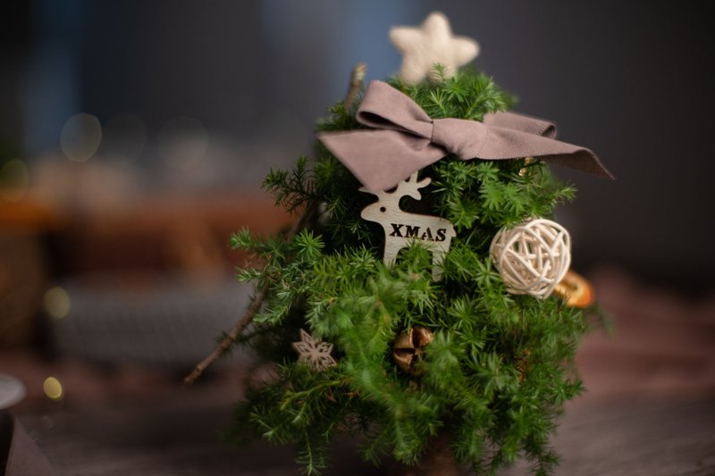 聖誕小樹 | 雪松聖誕小樹DIY材料包 - 擺飾/家飾品 - 植物．花 綠色