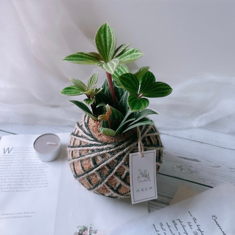 小苔球 白脈椒草  室內植栽 - 植栽/盆栽 - 植物．花 