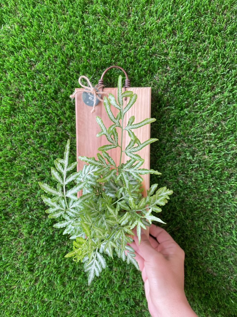 【植蕨所在】 銀脈鳳尾蕨 上板植物 牆面裝飾 植物新手 開店送禮 - 盆栽/植栽 - 植物．花 