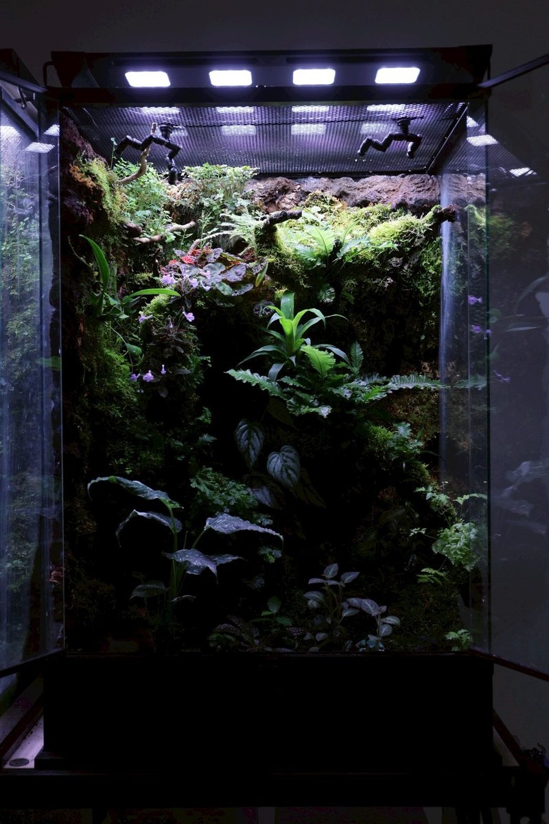 把一座森林帶回家-大型標規雙開門陸地樹棲型雨林缸 - 盆栽/植栽 - 植物．花 綠色