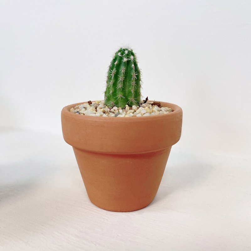 │小陶盆植栽│ 短毛丸 - 盆栽/植栽 - 植物．花 綠色