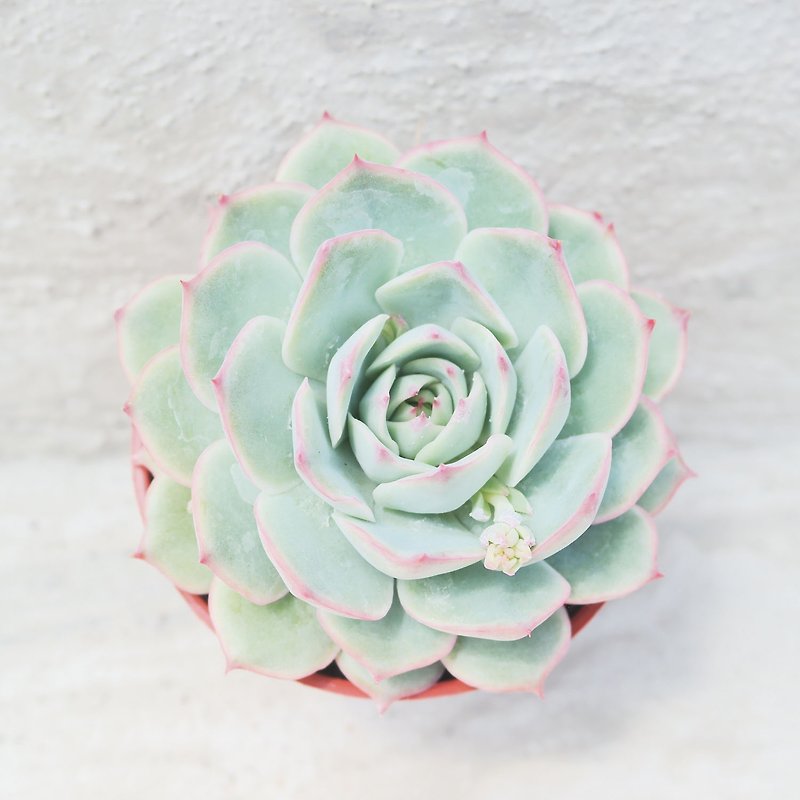 [Doudou Succulents] Housewarming│Gifts│Promotion│Succulents│-Pink Tips - ตกแต่งต้นไม้ - พืช/ดอกไม้ 