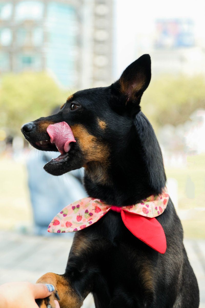 Pet Scarf // pink strawberry /bow tie // Cat Scarf / Dog Scarf - ชุดสัตว์เลี้ยง - ผ้าฝ้าย/ผ้าลินิน สีแดง