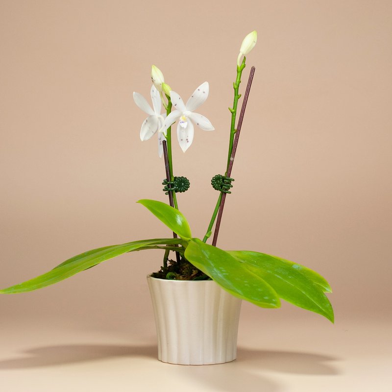 [Orchid Potted Plants] Home Green Plants as Gifts for Home Bonsai - ตกแต่งต้นไม้ - พืช/ดอกไม้ 