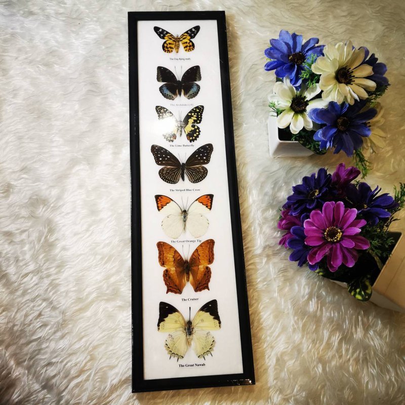 7 Mix Real Butterfly Insect Taxidermy Wood Frame Portrait Display Home Decor - 擺飾/家飾品 - 木頭 黑色