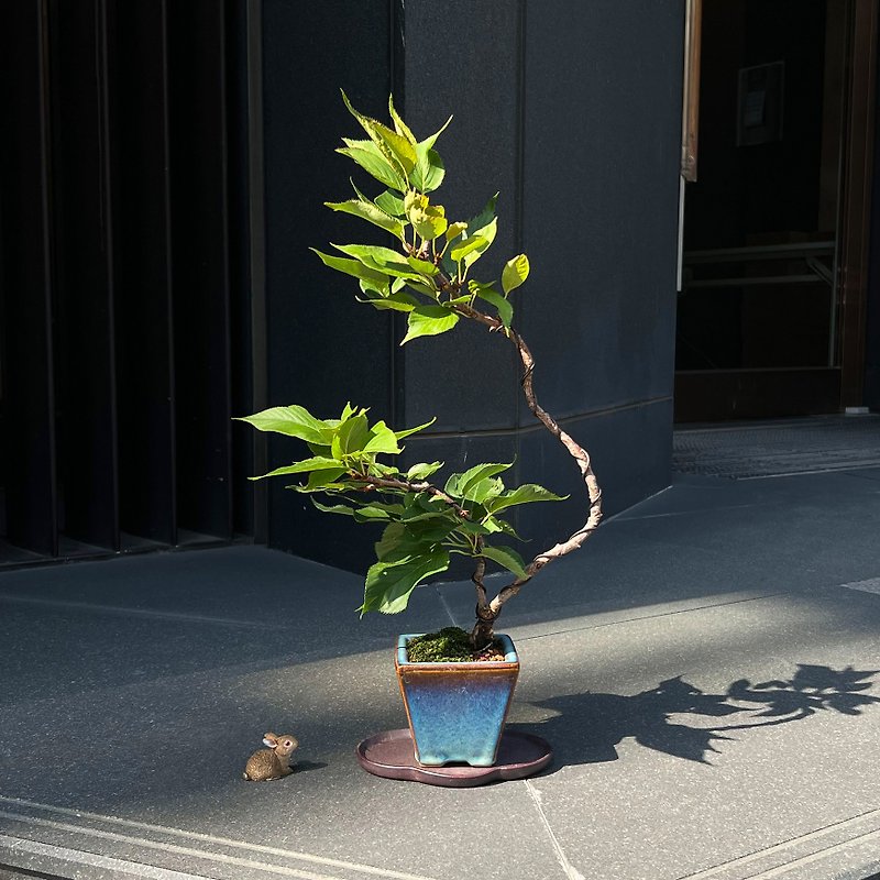 Japanese Matsukizakura | Mid-grade cherry blossom potted plant - ตกแต่งต้นไม้ - ดินเผา 