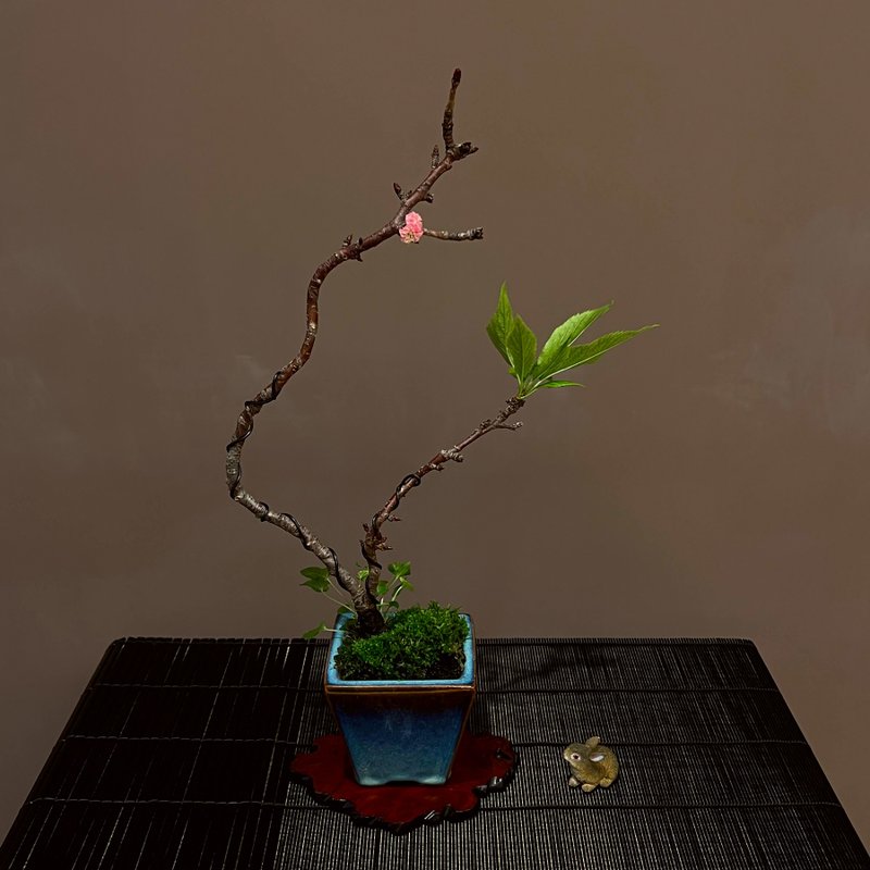 Japanese Matsukizakura | Medium quality cherry blossom potted plant in bloom - Plants - Pottery 