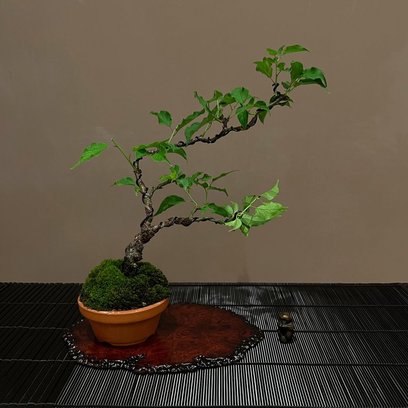 日本香篆雲龍梅∣中品梅盆栽 香氛梅花 - 植栽/盆栽 - 陶 