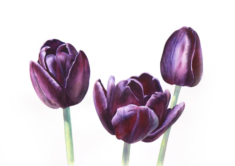 Tulip original watercolor painting by artist Irina Zhunaeva - 壁貼/牆壁裝飾 - 紙 紫色