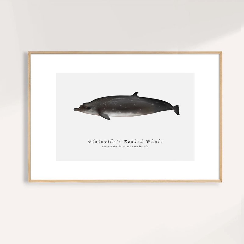 柏氏中喙鯨 Blainville's Beaked Whale / 海洋動物插畫掛畫 - 海報/掛畫/掛布 - 紙 
