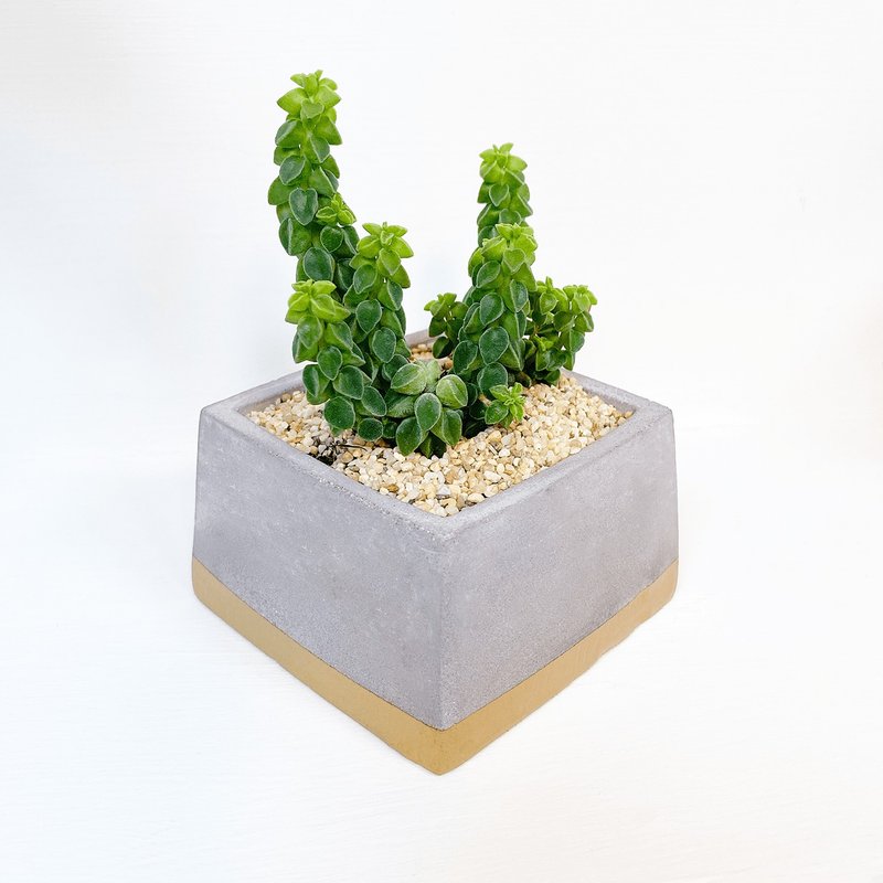 │金漆水泥植栽│ 香檳金漆淺方形水泥花器+植物 - 盆栽/植栽 - 植物．花 金色