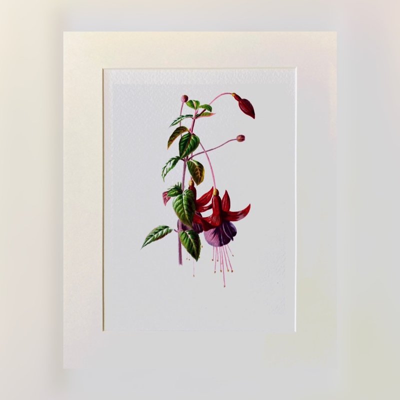 本店獨立印製 - 英國20th世紀初VINTAGE - 花卉精美插畫 - 海報/掛畫/掛布 - 紙 紅色