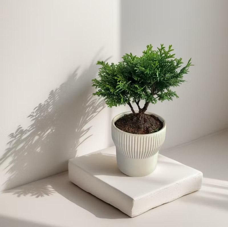 【Elegant Foliage】Hinoki Cypress/Japanese Cypress Tabletop Bonsai - Ideal for Opening Gifts, New Homes, Promotions, and Celebrations - ตกแต่งต้นไม้ - ดินเผา 
