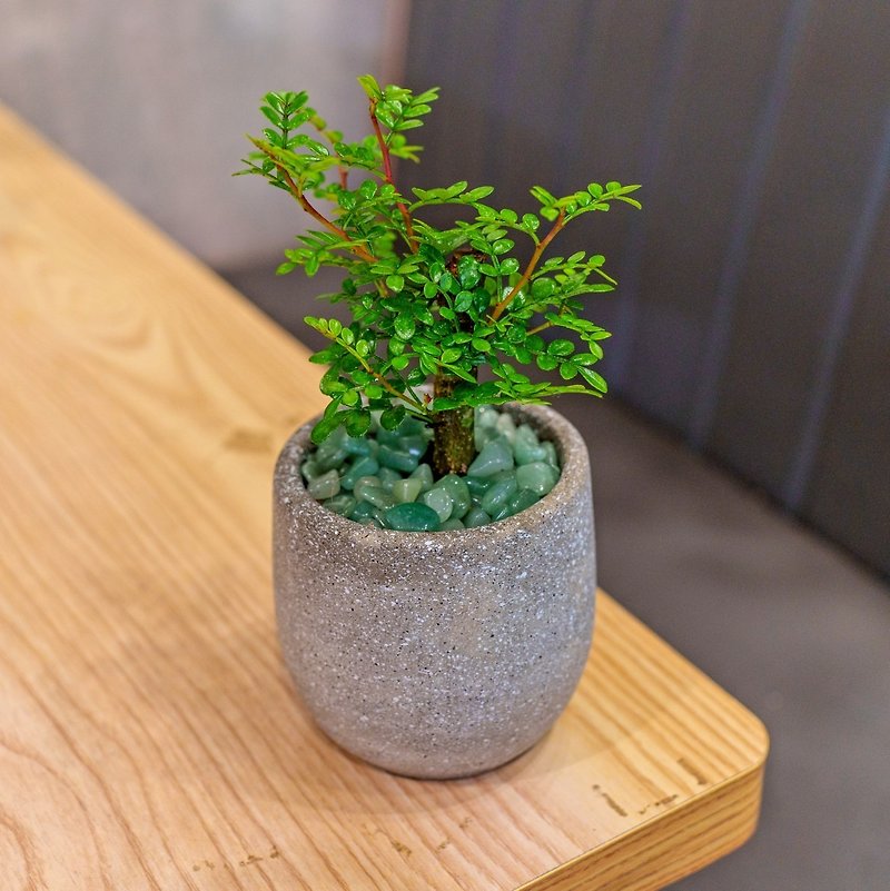Pepperwood Cement potted tabletop potted office plant opening gift housewarming gift - ตกแต่งต้นไม้ - พืช/ดอกไม้ 