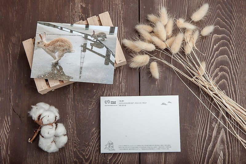 Rabbit Photography Postcard-Chase and Chase - การ์ด/โปสการ์ด - กระดาษ สีเทา
