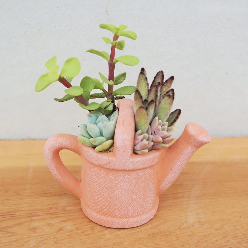 [Doudou Succulents] Housewarming│Gifts│Promotion│Succulent Plants│-Tao Watering Kettle Succulent Combination - ตกแต่งต้นไม้ - ดินเผา 