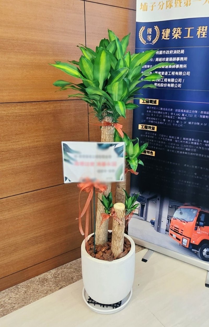開幕送禮盆栽-巴西鐵樹 - 盆栽/植栽 - 植物．花 