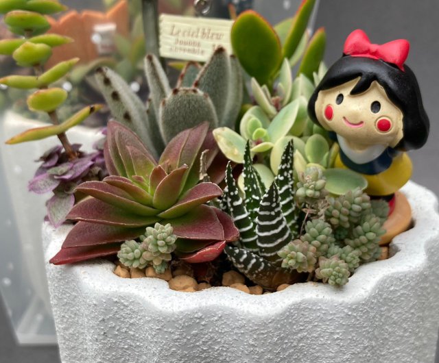 ギフト用鉢植え] 多肉植物/テクスチャードセメントポット2色