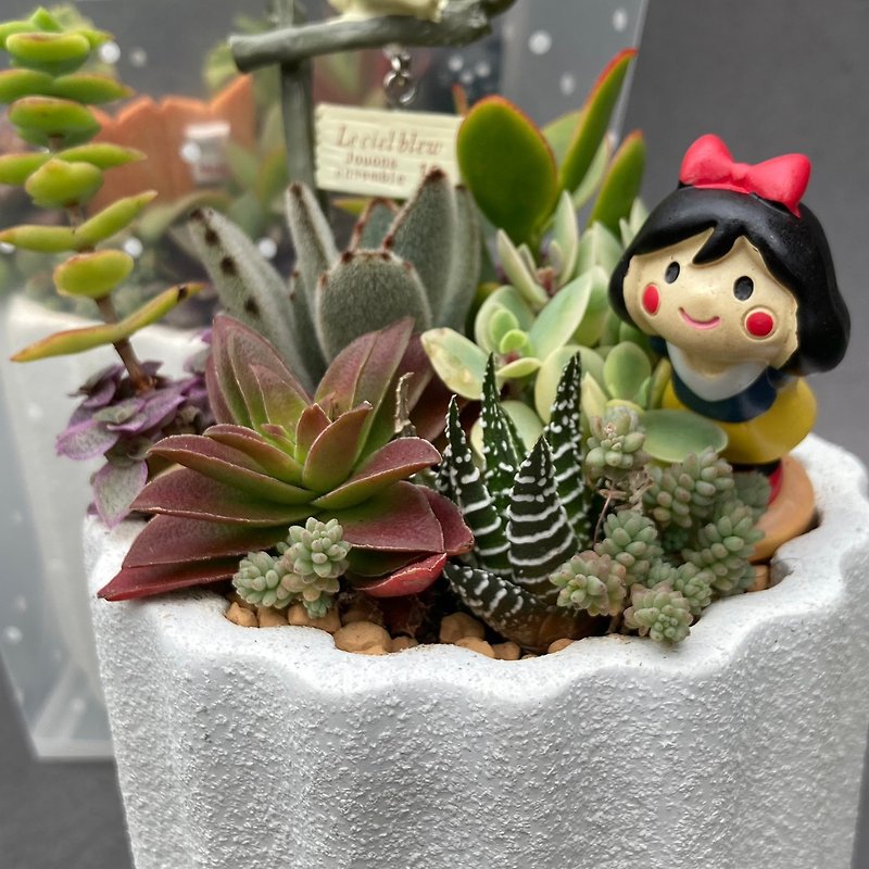 [Gift Potted Plant] Succulents/textured Cement pots in 2 colors/optional 2 accessories - ตกแต่งต้นไม้ - ปูน หลากหลายสี