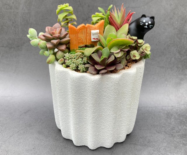 ギフト用鉢植え] 多肉植物/テクスチャードセメントポット2色