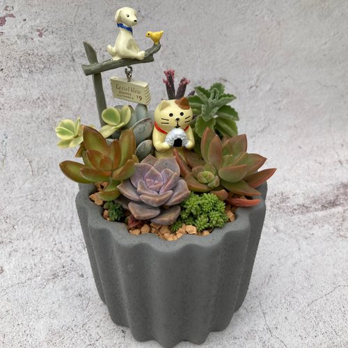 多肉植物アレンジメント*2 d049e5fd99be90621fc85b563deb76