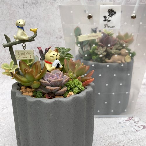 多肉植物アレンジメント*2 ①目に付いた寄せ植え✨ 随分かわいくなって来たなぁ