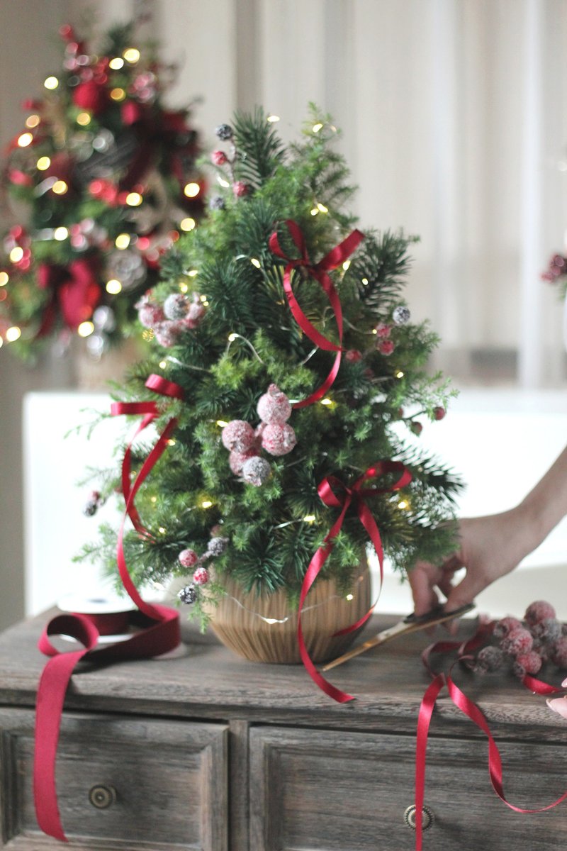 紅色小漿果【新鮮聖誕樹】諾貝松雪松 聖誕樹 - 盆栽/植栽 - 植物．花 多色