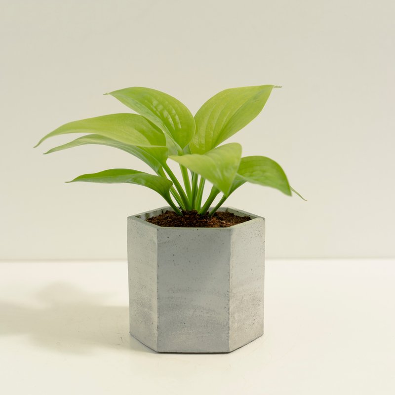 黃金玉簪│泥作系列│福所栽 - 盆栽/植栽 - 水泥 金色