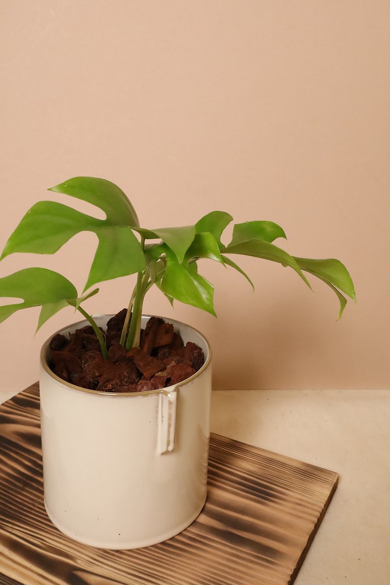 地亀背/無地ホワイト釉直陶器鉢 - 観葉植物 - 寄せ植え・花 