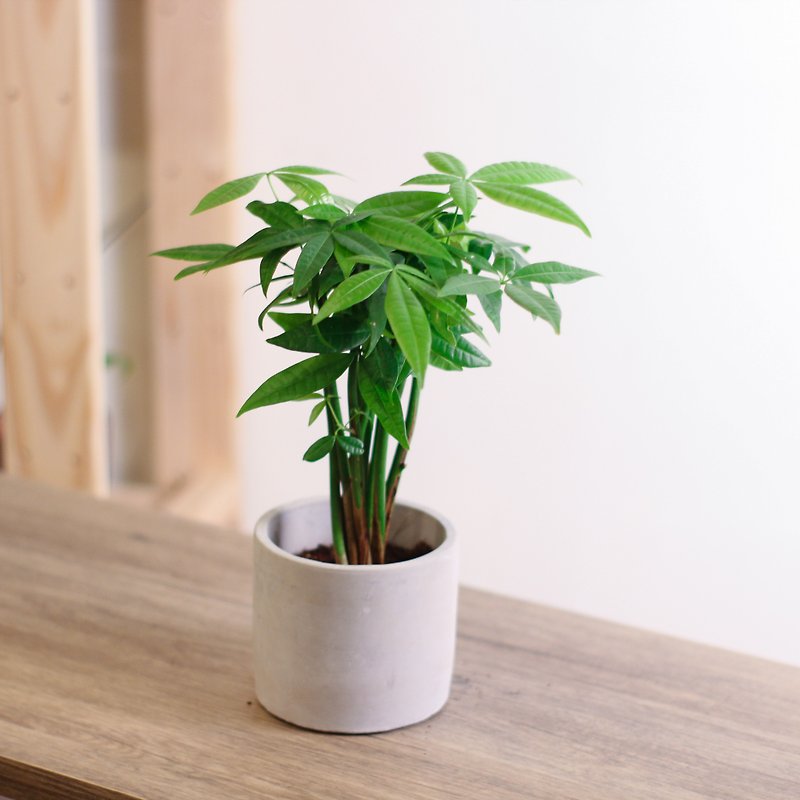 Malabar Chestnut Potted Fortune Tree - Plants - Plants & Flowers Green