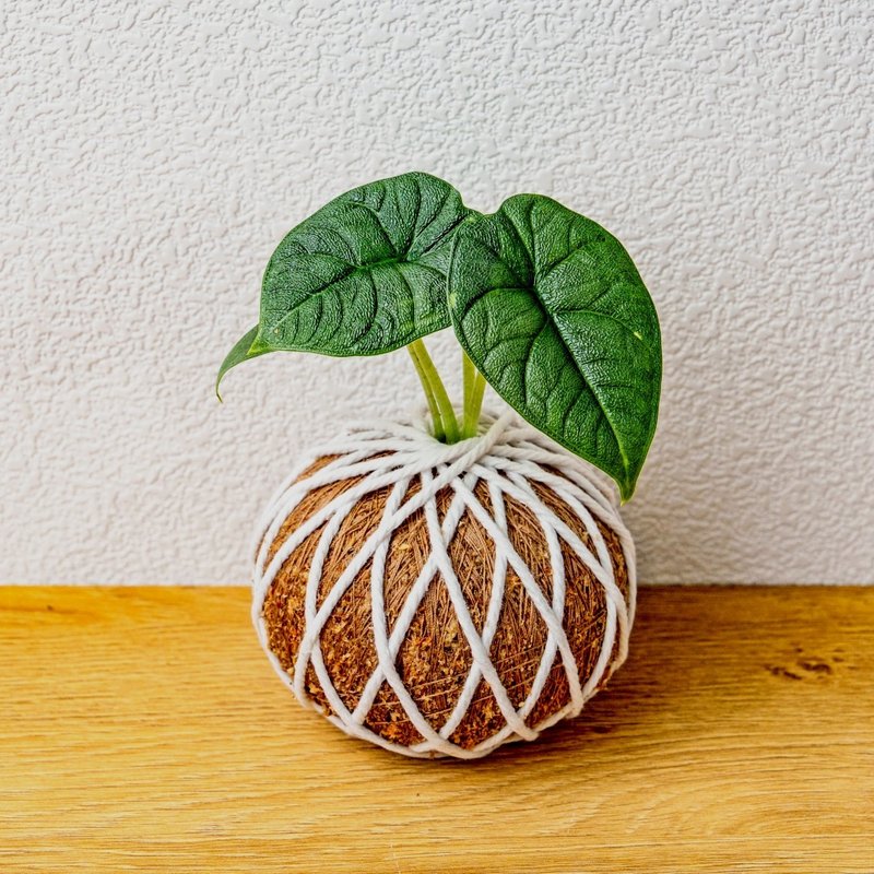 苔球植物 犀牛皮觀音蓮苔球 苔玉 禮物 送禮 桌上盆栽 - 盆栽/植栽 - 植物．花 綠色