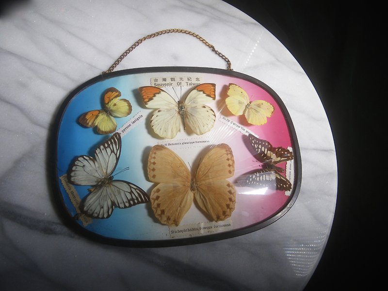 [OLD-TIME] Early Taiwan-made butterfly specimens