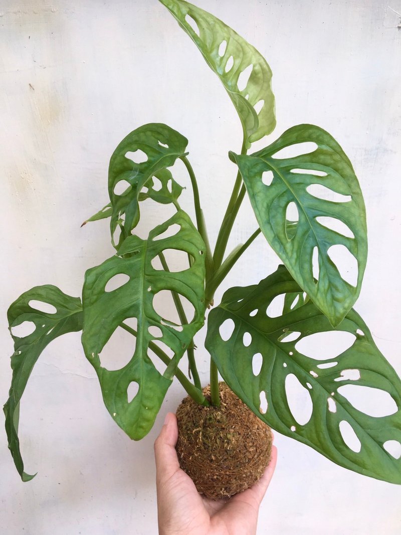【洞洞蔓綠絨水苔球】水苔球 居家植物 觀葉植物 室內植物 - 擺飾/家飾品 - 植物．花 