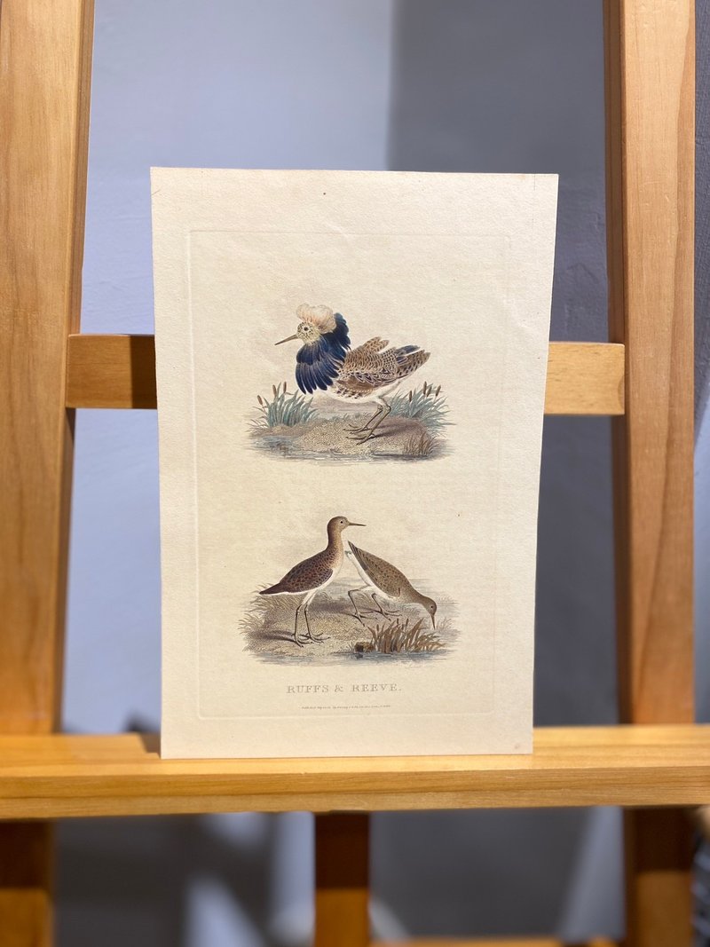 19th century book RURAL SPORTS-Fringed Sandpiper-Hand-painted color engraving Engraved by Scott - โปสเตอร์ - กระดาษ ขาว