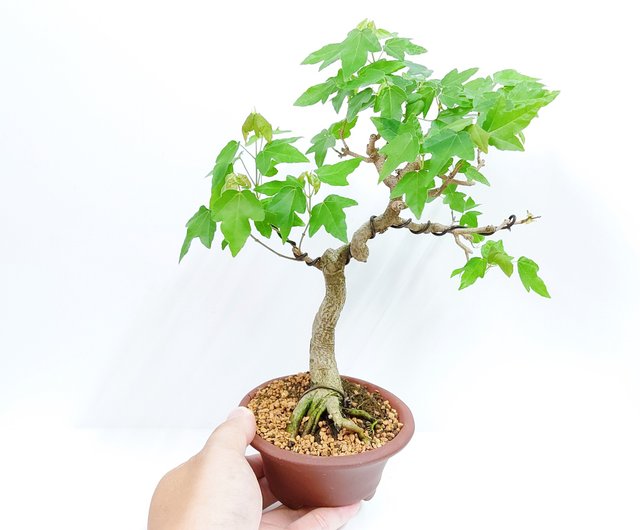 秋冬季盆栽】小品盆栽・日本宮樣楓・ミヤサマカエデ浮生園