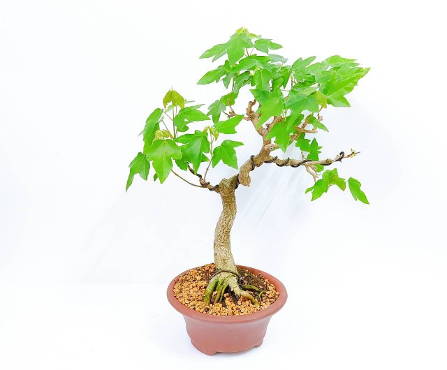 極太楓小品盆栽 Amazon | 小品盆栽 楓（カエデ）【現品】（733816） | ヴェール