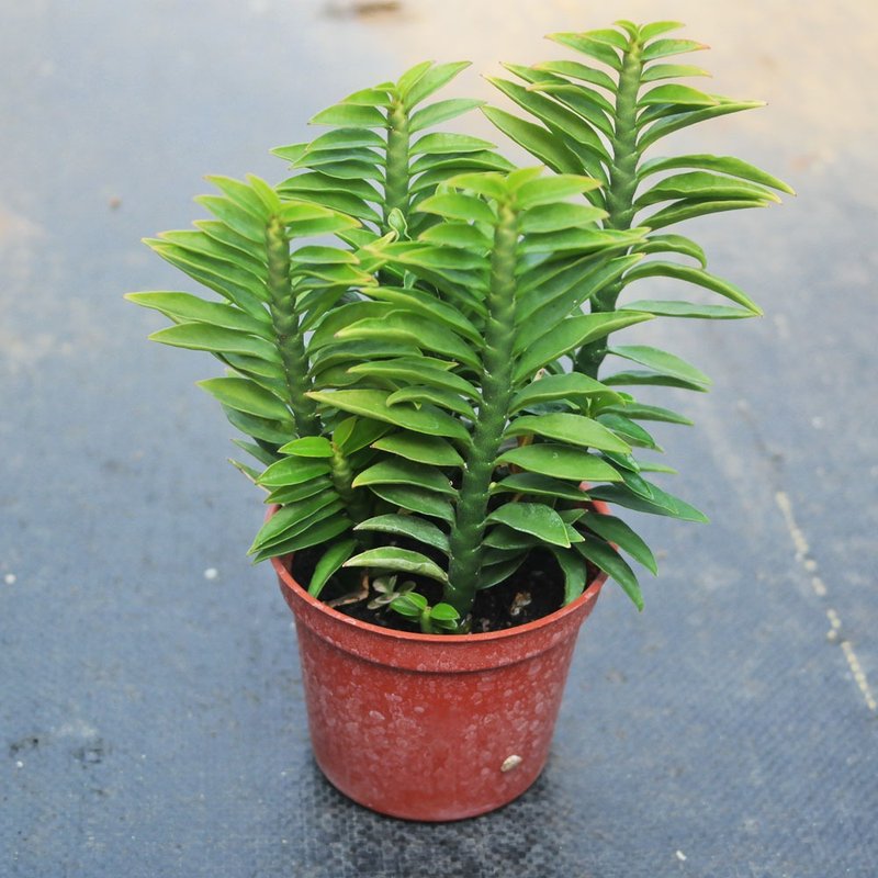 【荳荳多肉】【蜈蚣草】喬遷│送禮│升遷│多肉植物 - 盆栽/植栽 - 植物．花 