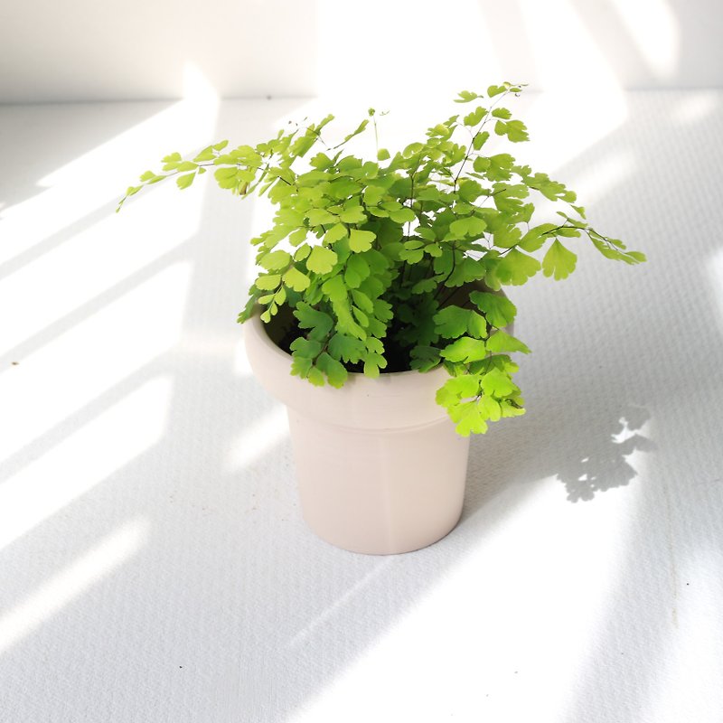 Planting potted l Adiantum plant romantic department leader indoor plant office potted plant - Plants - Pottery 