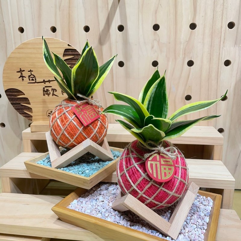 短虎尾蘭 手工製作 水苔球植物 室內植物 天然空氣清淨機 - 盆栽/植栽 - 植物．花 