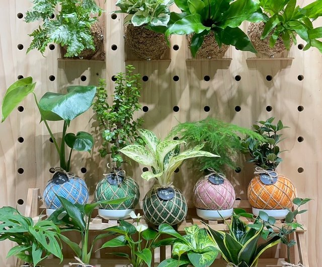 ショート タイガー テール ラン 手作り 水苔 ボール 植物 屋内 植物