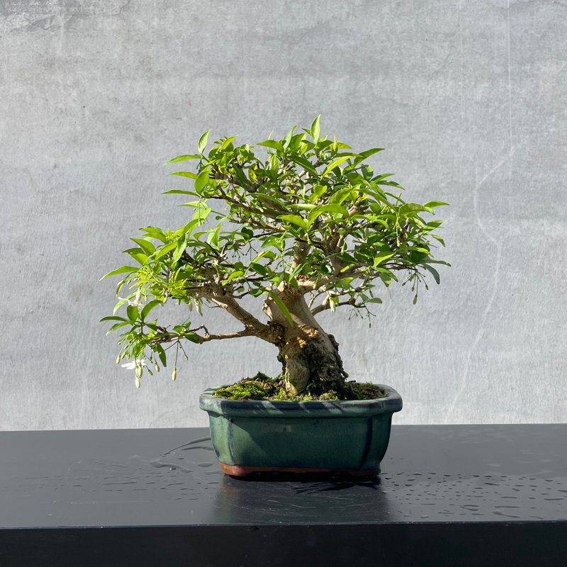 小品盆栽-香水梅 盆景 送禮 - 盆栽/植栽 - 植物．花 