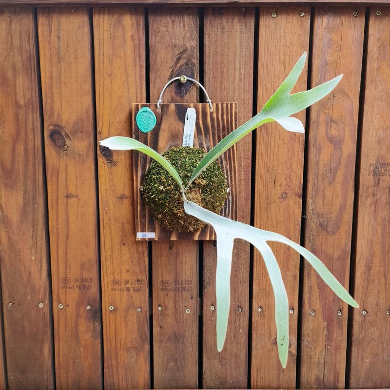 上板鹿角蕨 銀鹿'檸檬' P.veitchii 'Lemoinei' 分叉細緻表現 - 盆栽/植栽 - 植物．花 綠色