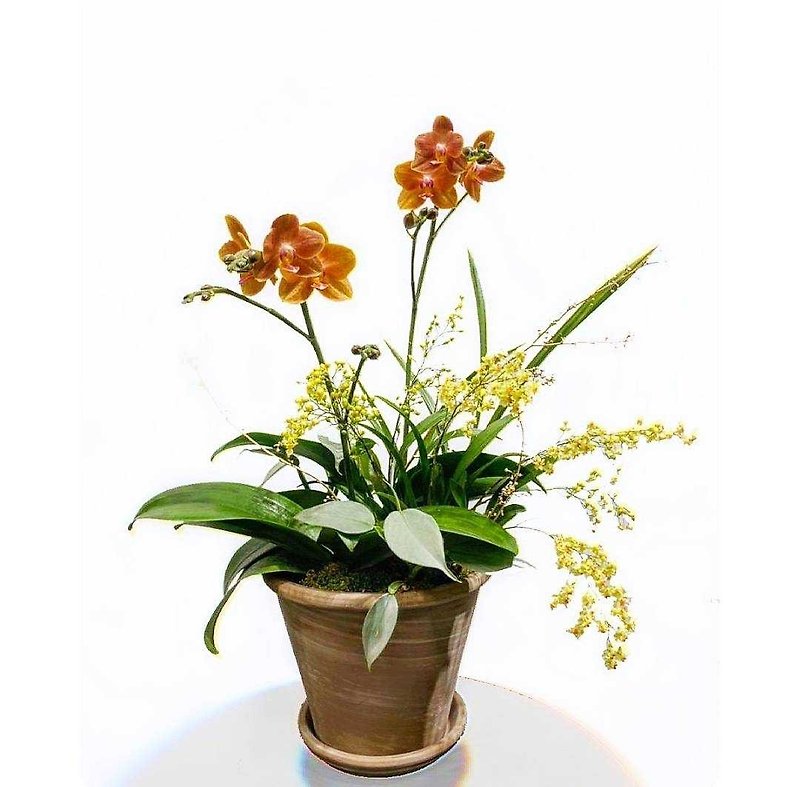 [Customized New Year Orchid Potted Plants] New Year Gifts/Textured Potted Plants/Orchid Potted Plants - ตกแต่งต้นไม้ - พืช/ดอกไม้ 