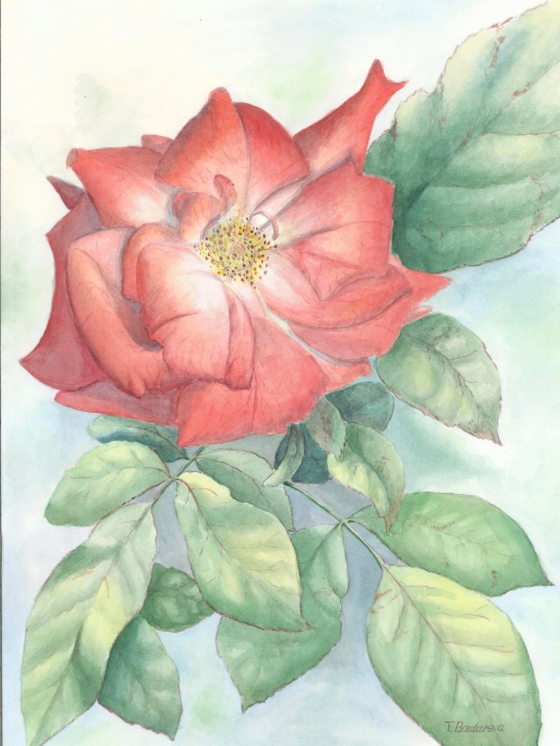Original Watercolor Painting of the Red Rose Flowers 40 x 30 cm - 壁貼/牆壁裝飾 - 紙 紅色