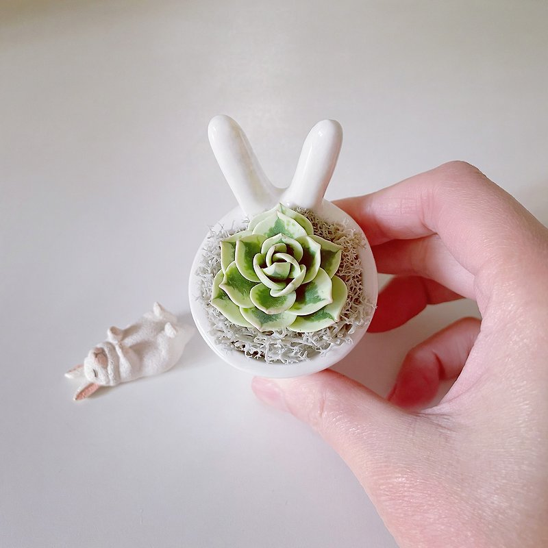 Fuji. Simulated clay succulents_rabbit ear white porcelain pot - ของวางตกแต่ง - ดินเหนียว สีเขียว